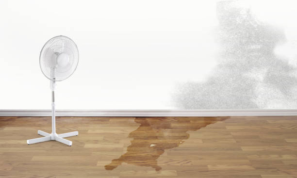 Best Water damage contractors near me  in Cottonde, AL